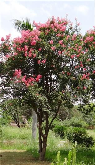 Lagerstroemia indica